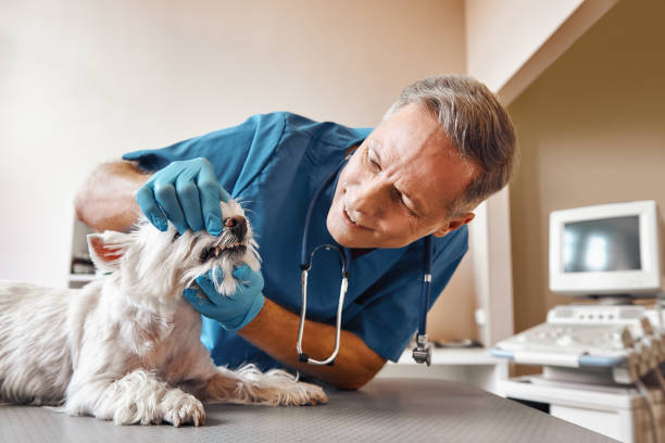 Best Emergency Dental Care for Abscessed Tooth in Oxford, PA